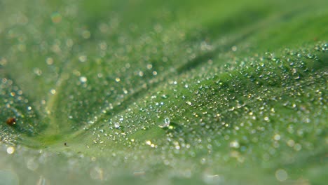 morning dew fell on leaf