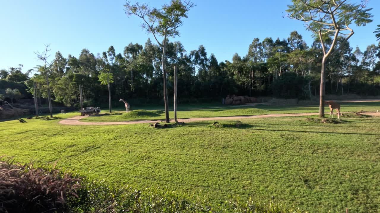 지라프는 개방된 구역에서 움직이고 먹이를 먹습니다.