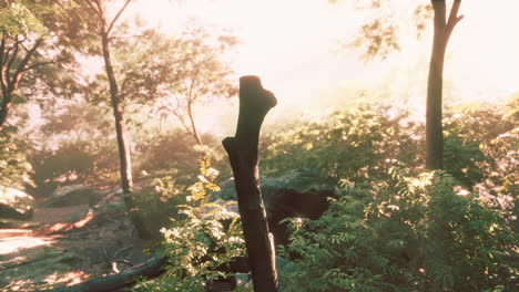 rays of light coming through leaves in a tropical jungle