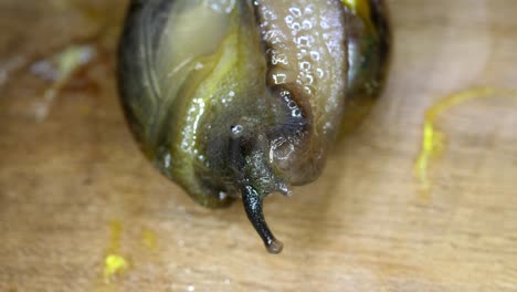Snails macro shot