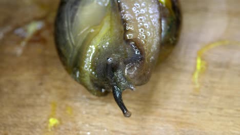 snails macro shot