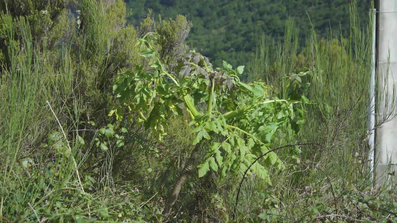 perejil negro gigante de madeira, planta de melanoselinum decipiens en são vicente, isla de madeira, portugal