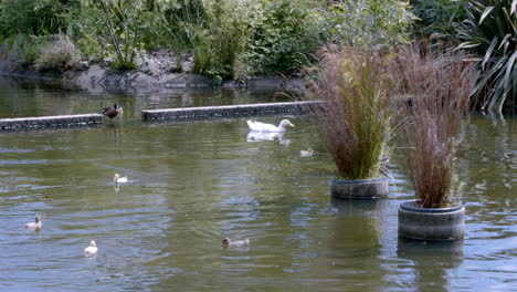 ducks bathed in a ditch