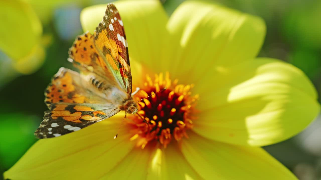 Un grazioso insetto raccoglie il nettare da un fiore, mostrando l'armonia del ciclo naturale
