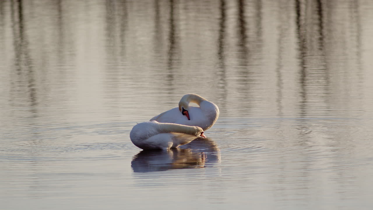 Courtship and cleanliness: swans in spring doing their thing in slow motion.