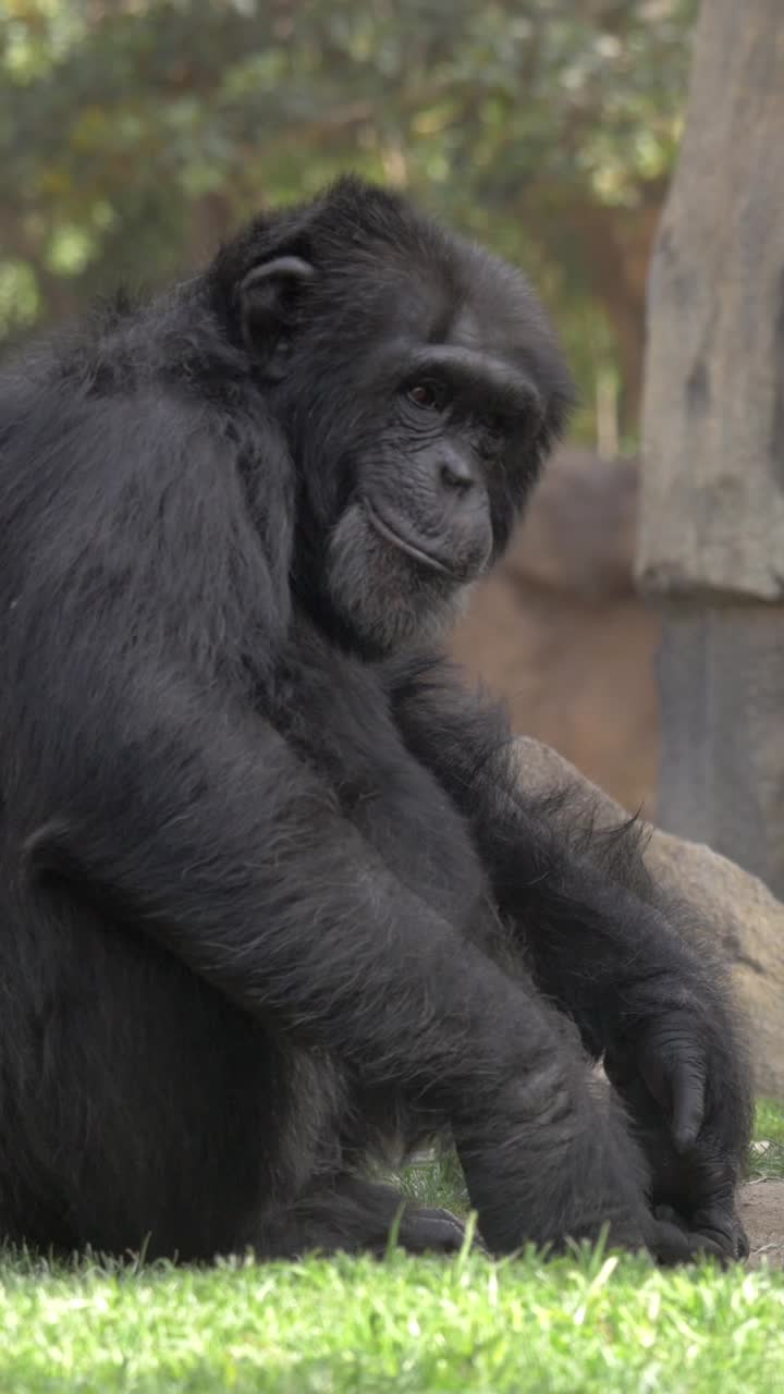 Scimpanzé pensieroso seduto sull'erba in un recinto dello zoo