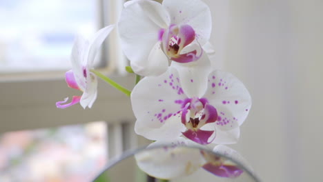 Slow-Motion-Close-Up-on-Hand-Holding-Magnifying-Glass-on-Orchids