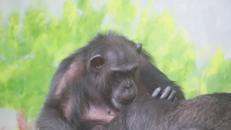 a primate sitting on another in grass a common chimpanzee in wildlife. a primate, specifically a common chimpanzee, sitting on another chimpanzee, a terrestrial animal, with fur, in a grassy wildlife habitat