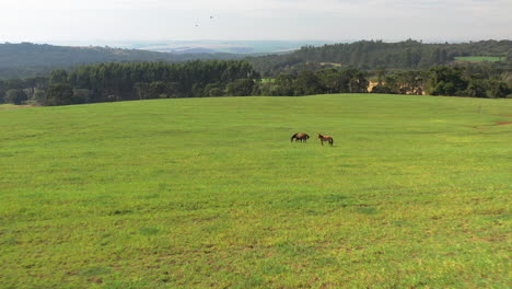 Vista-Aérea-Acercándose-A-Los-Caballos-Con-Un-Cachorro-En-Un-Pasto-Verde