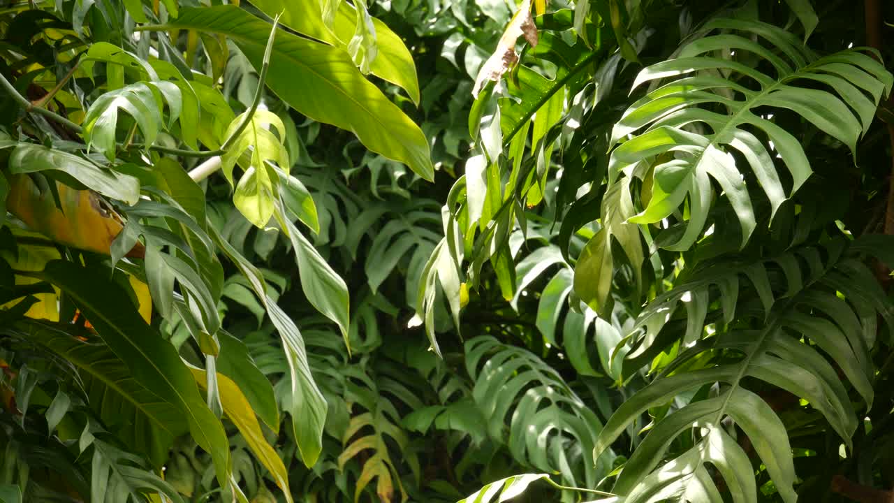monstruos exóticos tropicales jugosos hojas de fondo en bucle sin costuras. follaje exuberante de verano, vegetación en el jardín del paraíso. abstracto natural de vegetación de la selva verde oscuro patrón de fondo, bosque tropical salvaje