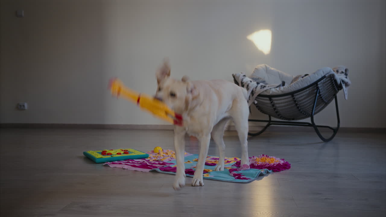 귀여운 라브라도르 리트리버가  장난감으로 물고 놀고 있습니다.