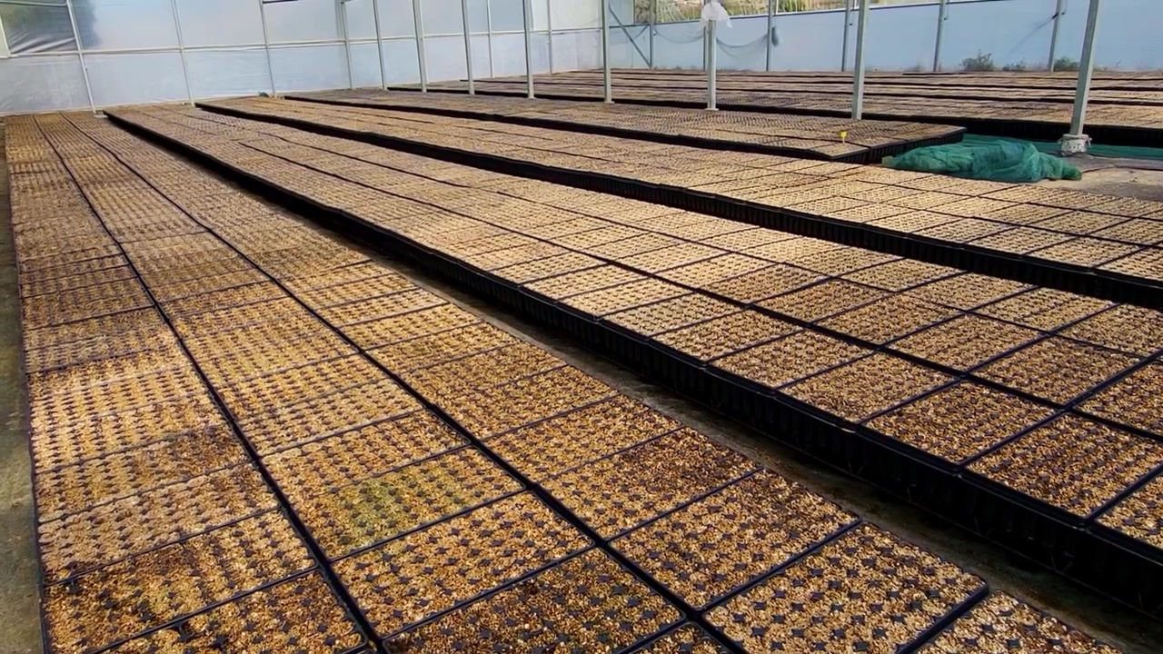 Trays prepared for seedling germination inside a greenhouse. Seedbed within a nursery. Spain.