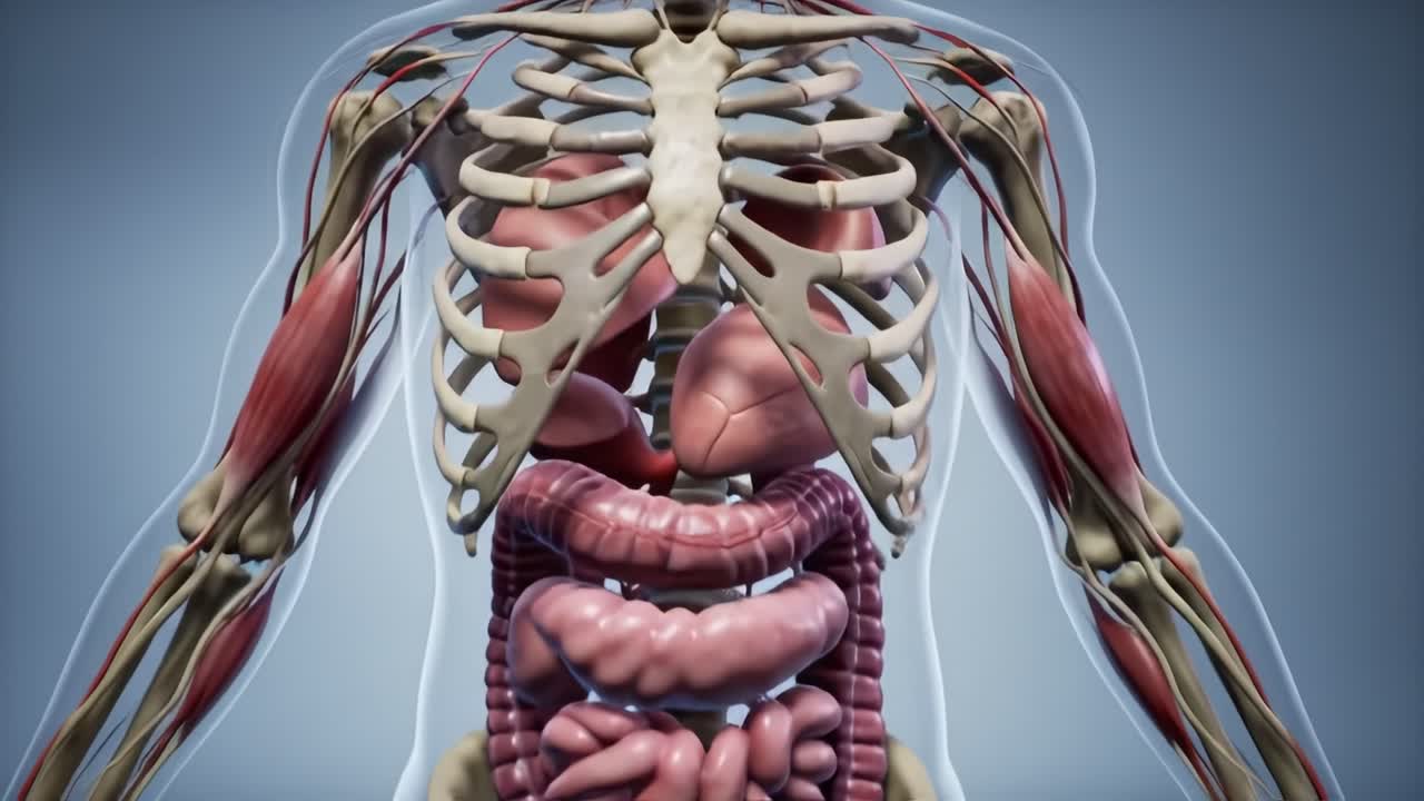 Detailed 3D Anatomical Visualization of the Human Body Featuring Skeletal Structure and Internal Organs Including Muscles, Vascular System, and Digestive System