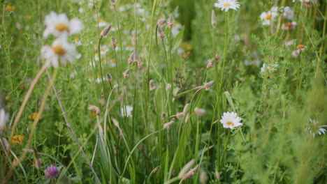 a bee pollinates flowers in a flower meadow during summer.