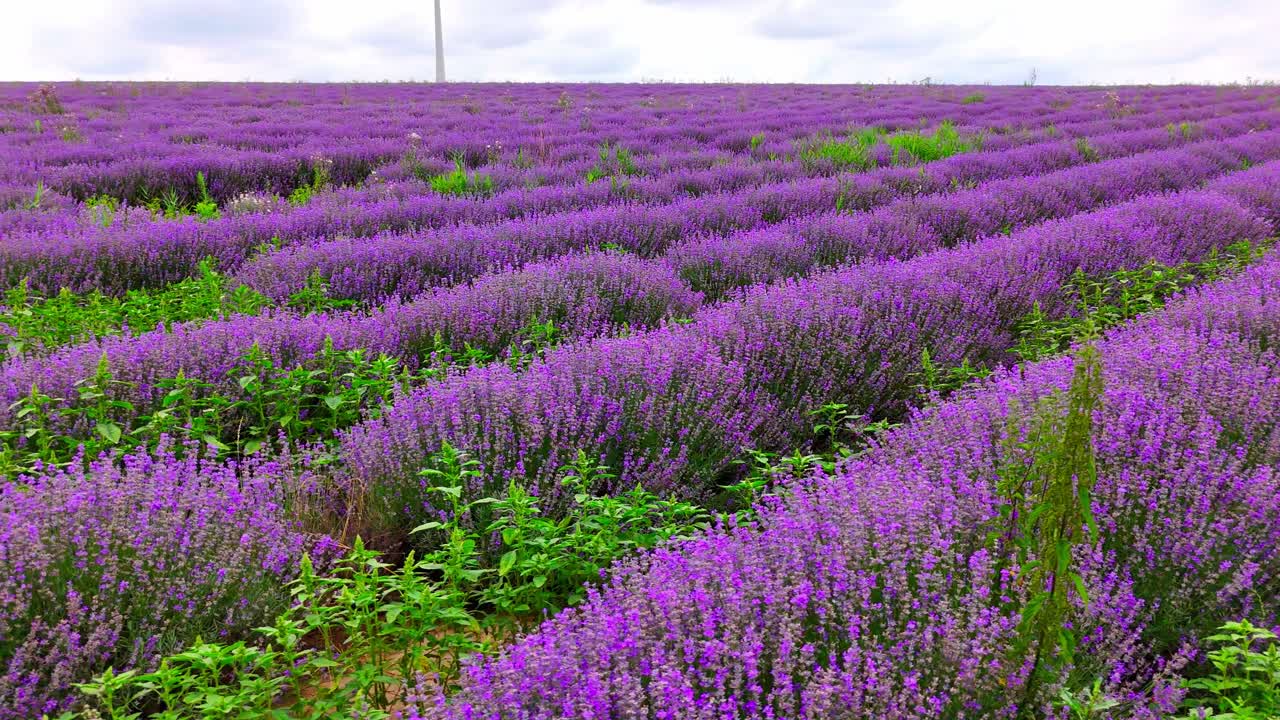 vibrantes flores de lavanda que florecen en los campos rurales