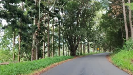 un viaje pacífico a través de un bosque verde y exuberante
