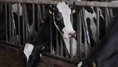 la cabeza de la vaca se pega a través de la valla de alimentación y mira a su alrededor