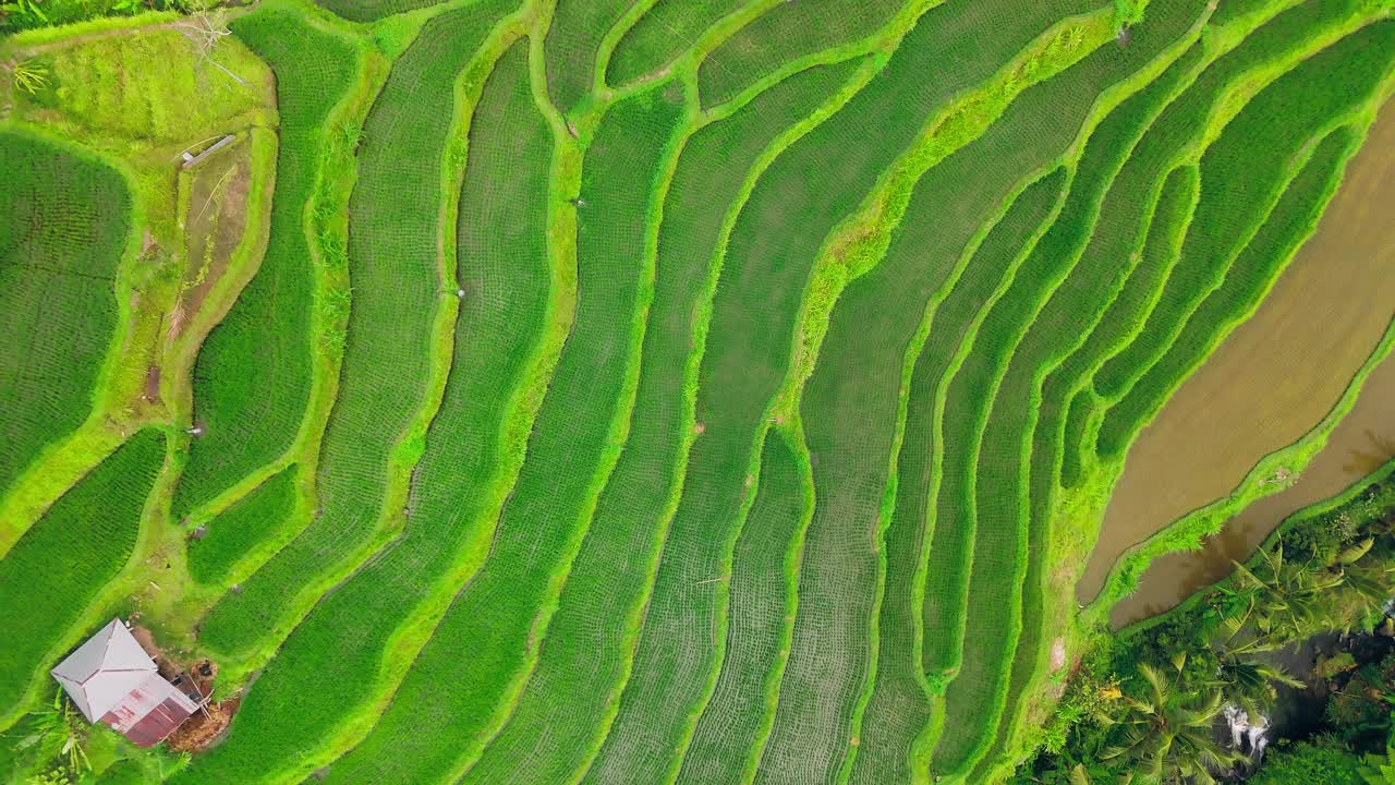 Aerial top down orbit of rice terraces in Bali, Indonesia showing vibrant green tropical farmlands, background texture