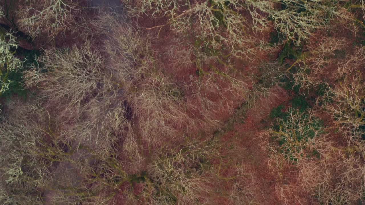 aérea de arriba hacia abajo deslizándose en la parte superior de los árboles del bosque