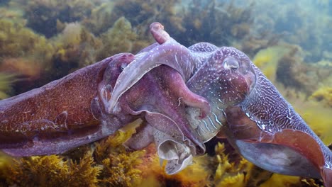 Sepia-Gigante-Australiana-Sepia-Apama-Migración-Whyalla-Sur-De-Australia-4k-Cámara-Lenta,-Apareamiento,-Puesta-De-Huevos,-Lucha,-Agregación,-Bajo-El-Agua