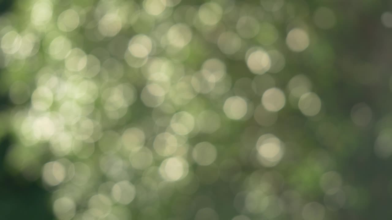 árbol verde en movimiento abstracto fondo desenfocado con tonos suaves claros en bokeh