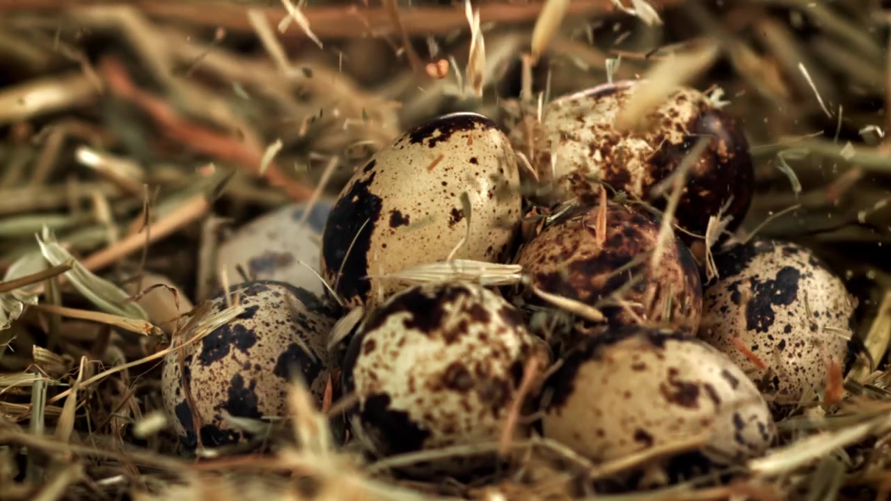 Slow Motion Close-up of Speckled Quail Eggs in a Hay Nest