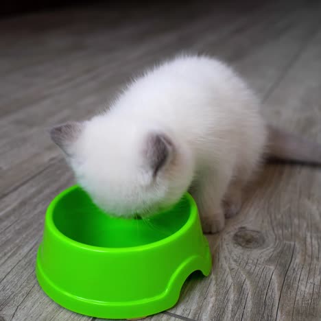 kitten eating from plate