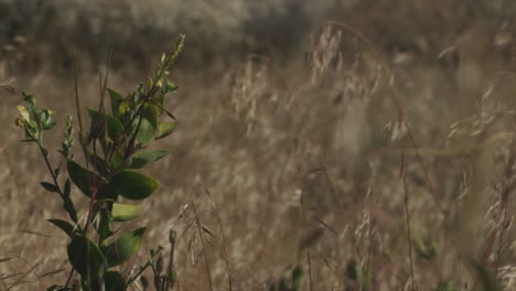 dry desert rocky grassland landscape. weeds blowing in the breeze