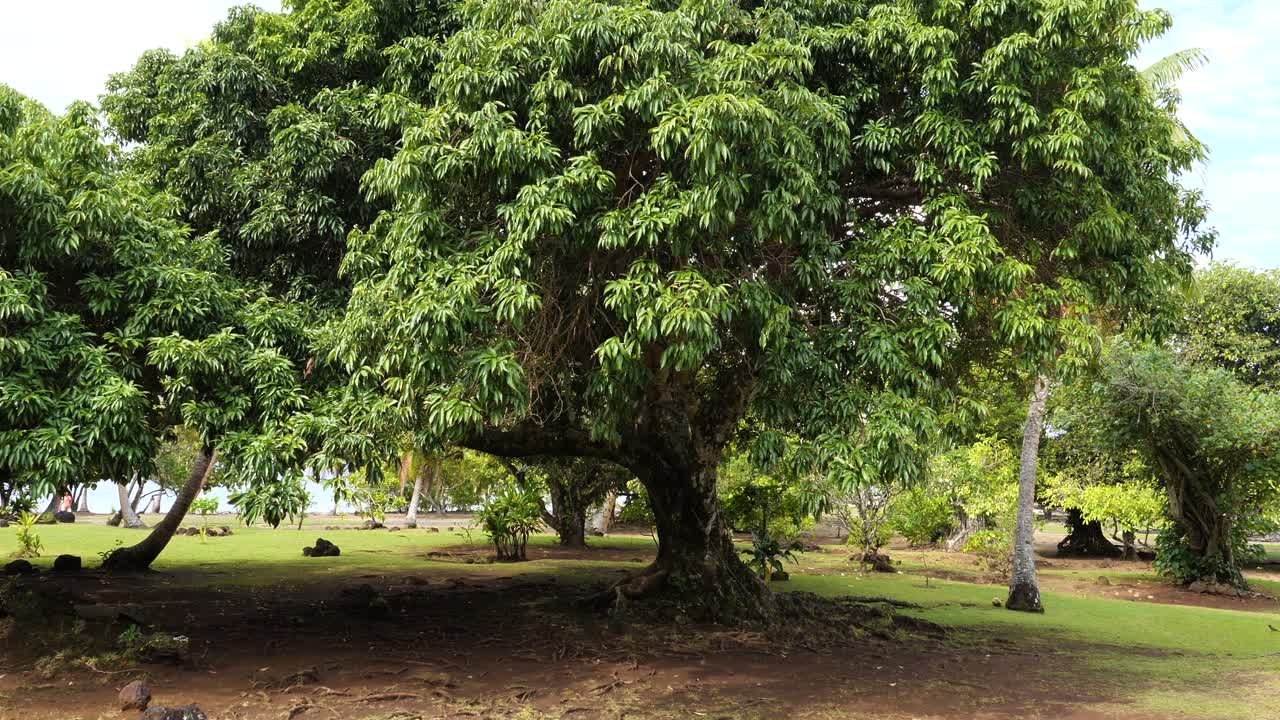 Mape tree (Inocarpus fagifer) commonly known as the Tahitian chestnut or Polynesian chestnut at Taputapuatea Marae, Raiatea, Society Islands, French Polynesia.