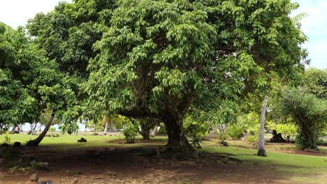 mape tree (inocarpus fagifer) commonly known as the tahitian chestnut or polynesian chestnut at taputapuatea marae, raiatea, society islands, french polynesia.