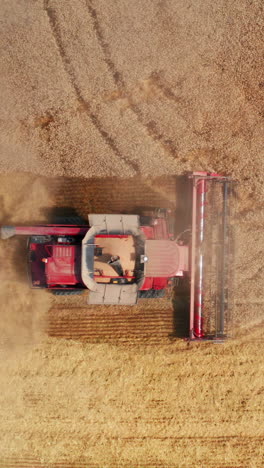 powerful red combine moving slowly by the wheat field. harvester working and making lots of dust. bird's eye view. vertical video