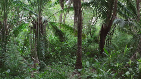 general shot of the jungle with palms and abundant vegetation