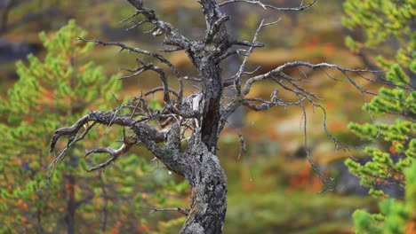 Twisted-trunk-and-branches-of-the-dead-pine-tree-surrounded-by-fresh-young-trees