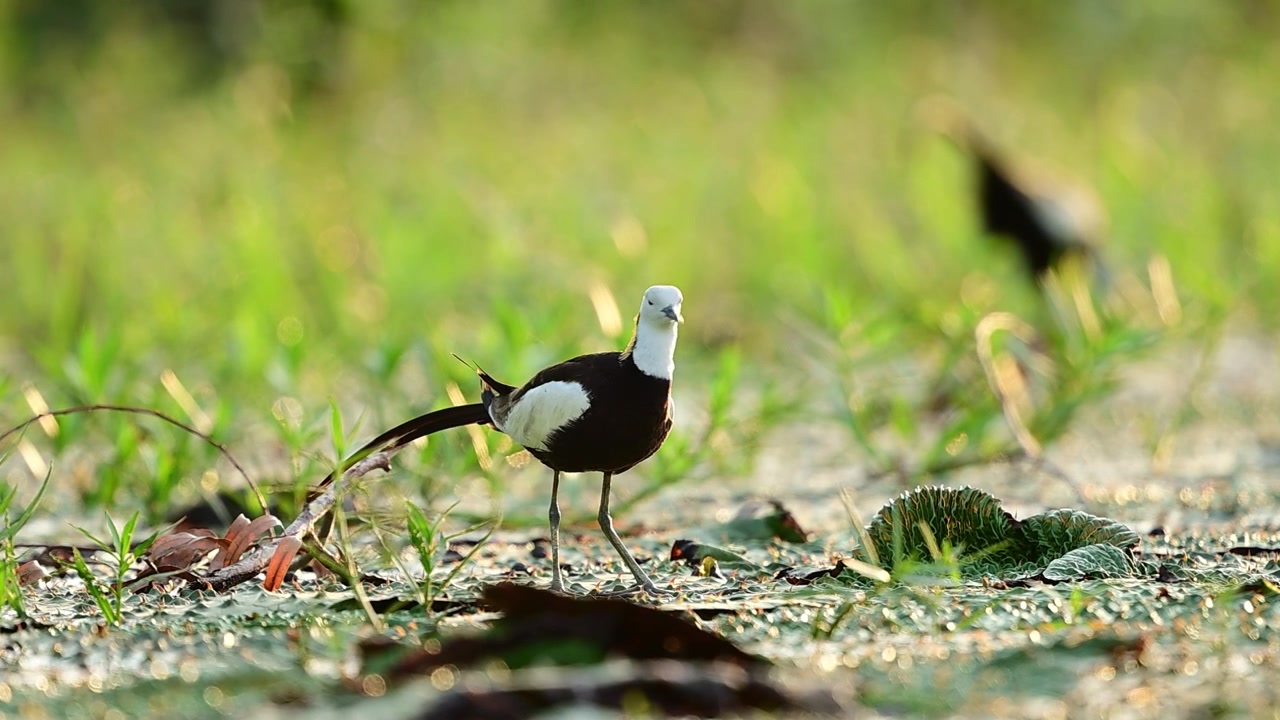 Una jacana dalla coda di fagiano si nutre tra le ninfee galleggianti mentre la calda luce dell'alba crea una scena di zona umida pacifica e suggestiva