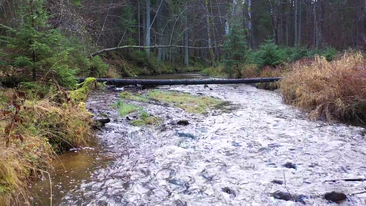 Umgestürzter Baumstamm über fließendem Waldfluss, Luftaufnahme rückwärts