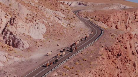 alpacas llamas crossing highway in the atacama desert - chile