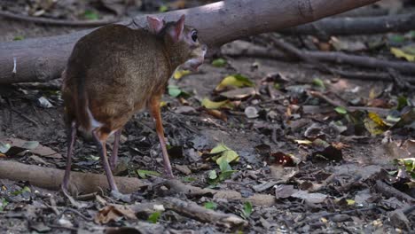 Seen-in-the-forest-from-behind-with-its-mouth-full-of-food-while-chewing,-Lesser-Mouse-deer-Tragulus-kanchil,-Thailand