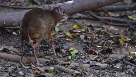 visto en el bosque desde atrás con la boca llena de comida mientras mastica, ratón-cervo menor tragulus kanchil, tailandia
