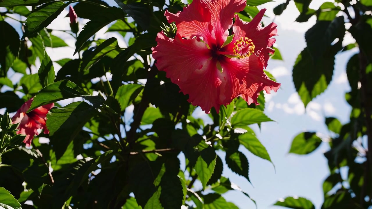 Flor de Hibisco Vermelha Vibrante Florescendo ao Sol Contra o Céu Azul