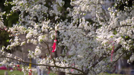 a-blossoming-tree-with-white-flowers-and-a-martenitsa-hanging