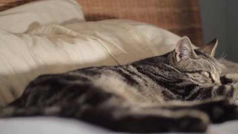 Young-tabby-cat-relaxing-on-bed-medium-shot