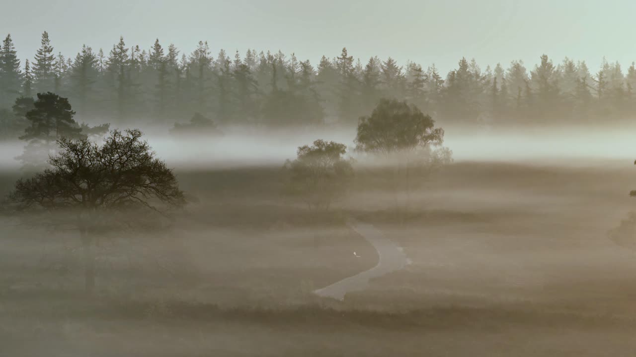 해가 뜨고 해가 지는 동안 안개 숲의 풍경