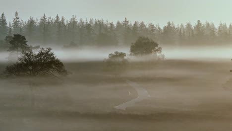 misty forest landscape at sunrise/sunset