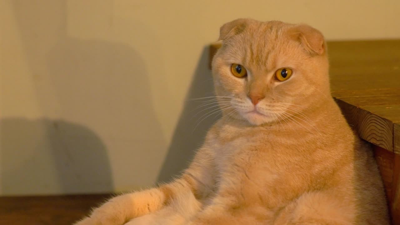 Scottish fold cat in cream color relaxing