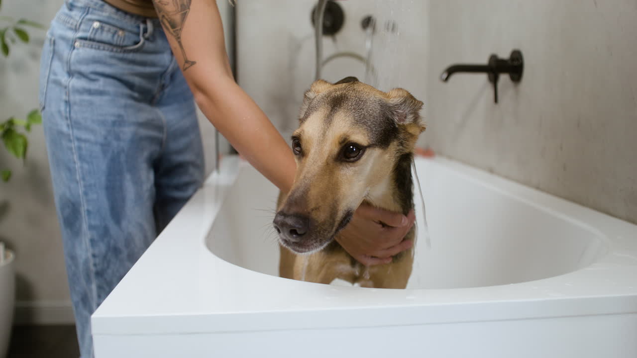 Pandangan jarak dekat seekor anjing di bak mandi.