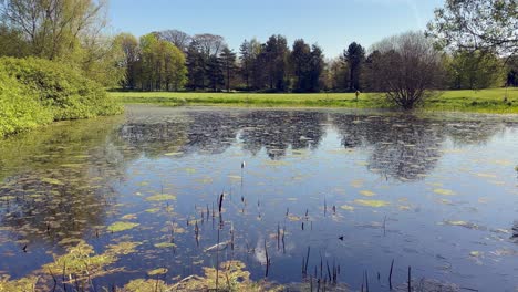 Nature-background:-Peaceful-quiet-pond-in-lush-green-countryside