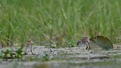 Polluelos-De-Jacana-De-Cola-De-Faisán-Alimentándose-En-Un-Día-Lluvioso-En-Hojas-Flotantes