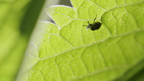 insecto del gorgojo de ortiga comiendo hojas de ortiga desde abajo