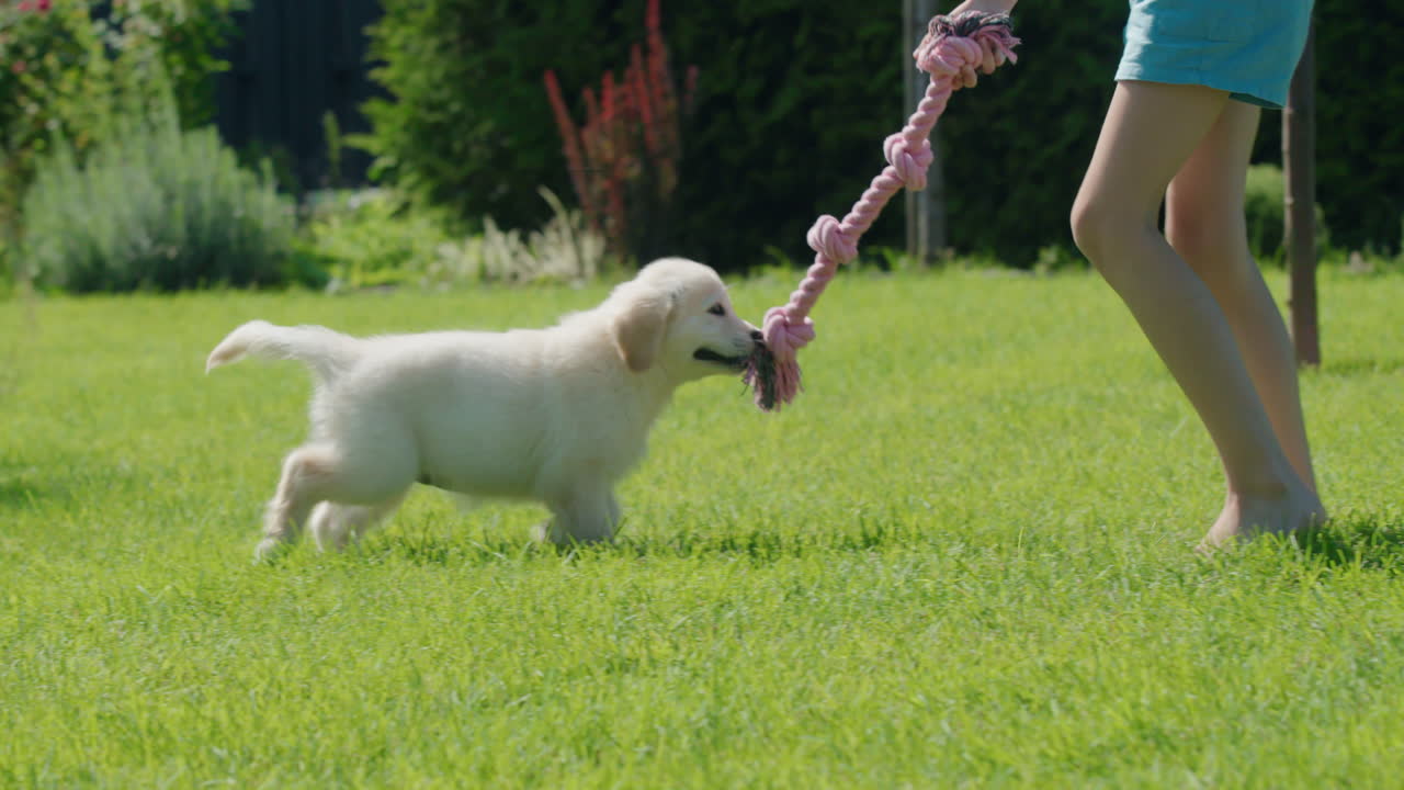 Un bambino gioca al tiro alla fune con un cucciolo, divertendosi nel giardino sul retro della casa.
