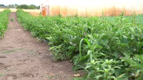 Rows-of-eggplants-in-a-garden,-growing-vegetables